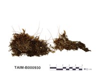 藏品(東亞曲尾苔)的圖片